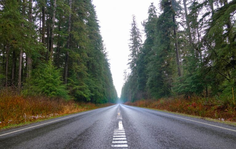 empty wet road extending between evergreen trees on either side; washington state