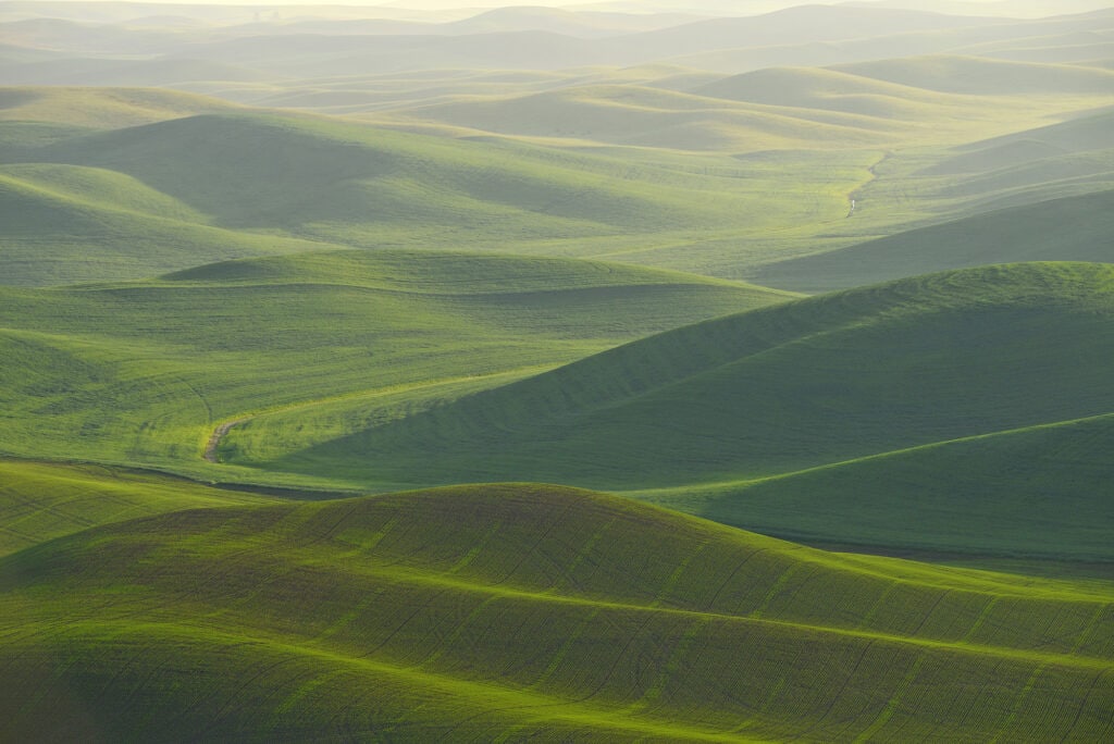 green wheat hills of farming crop area in palouse washington with morning sunlight