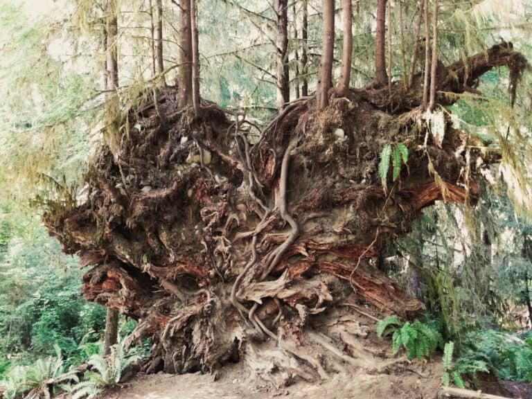 large stump in the forest on its side with roots facing viewer. Several trees are growing out of it.