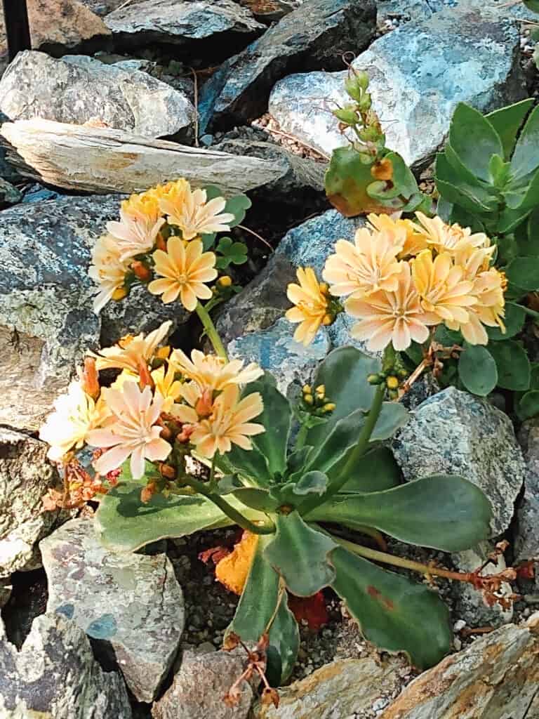 yellow flowers with green leaves among large rocks
